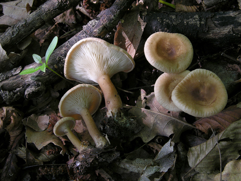 Clitocybe da determinare (cfr. Clitocybe gibba)